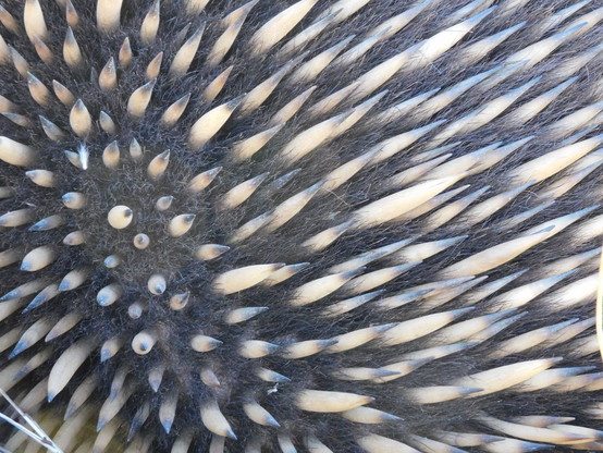 close-up of the spines and hair.