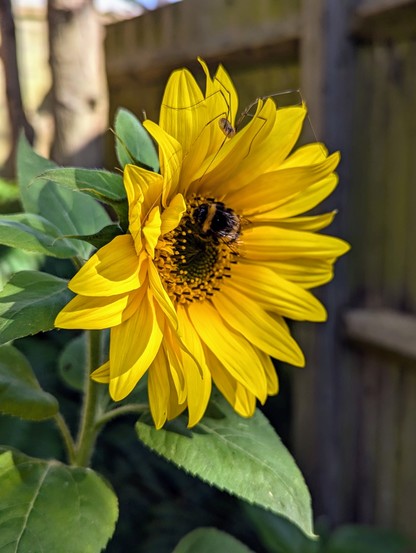 Sunflower in my garden enjoying the company of a bumblebee and of a spider on the top, not really sure what kind sorry...