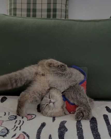 Photo of a cat in a strange position on the couch, on its side with the head under the body.