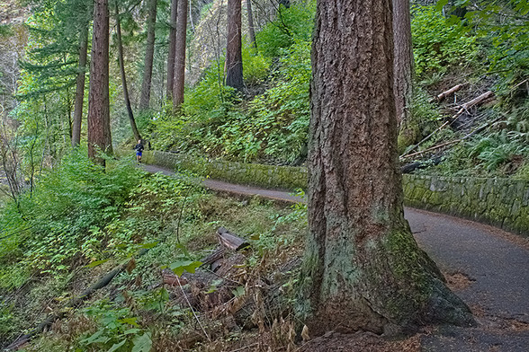 Large Douglas fir trees next to a walking path. The path is lined with ferns and other greenery. 