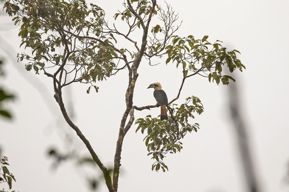 Mindanao Hornbill (Penelopides affinis)