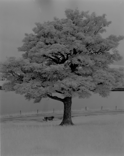 Shot of a tree in B&W looking strangely ethereal (as it's shot on infra red film)