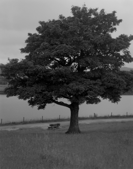 The same tree as previous in B&W, but now the leaves are dark and it looks more normal, although still with a slight Edward Weston vibe