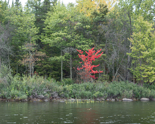Bright red small tree, surronded by green and yellow trees on a rocky shoreline on a Canadian lake. The trees are reflected in the water.