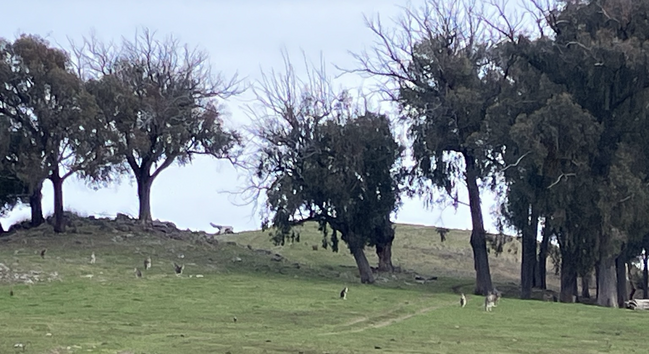 Kangaroos ranged in front of stringy-barks in our paddock. 