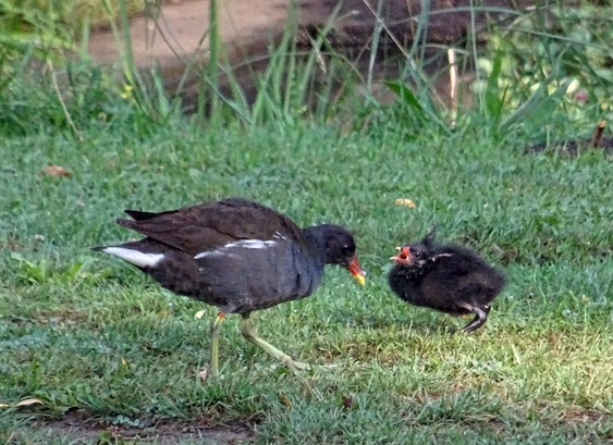 Pollo y adulto de gallineta común