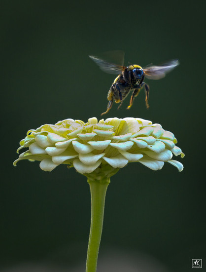 Color photo of a bumblebee with wings spread rising above a white zinnia flowerhead.