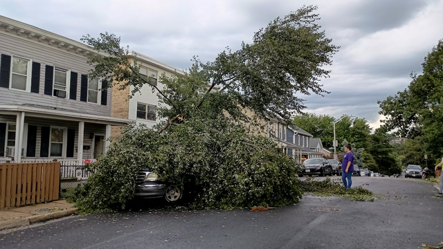 A half-way fallen tree lies between two parked cars, covering them with its leaves.
Behind, a row of row houses.
Above, a sky of light and dark grey clouds.
After a storm blew lots of tree branches down,
Folks say the cars are all right.
There's a couple guys with saws trying to get the cars out and clean up the mess.