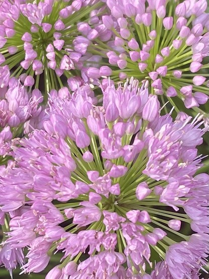 pink oriental onions blooming