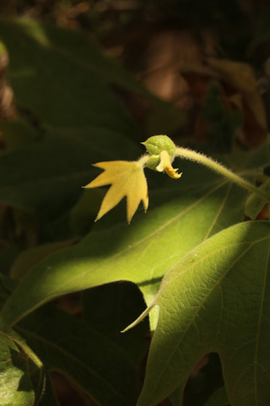 A new leaf growing out of the bud, highlighted in sunlight above a leaf already grown.