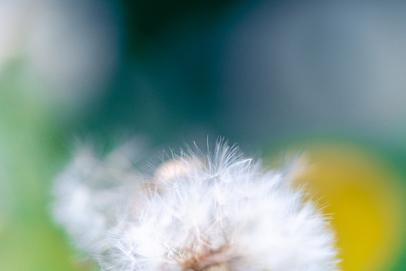 Macro closeup of a dandelion