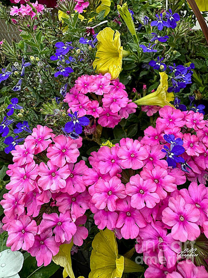 Pink Phlox & Yellow Petunias