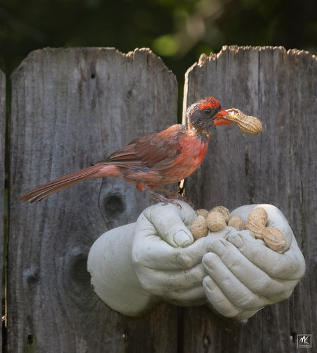 Color photo of a cardinal with a near bare head due to molting feather loss, standing on a feeder made of cement cast in the shape of cupped hands. The cardinal has a peanut in its mouth.