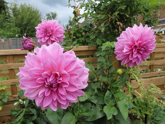 Photo of very large pink dahlias against a slatted plain wooden fence with a bit of a view into next door's garden.