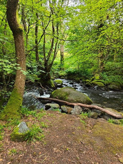 Images of a very mossy forest walk, this Monday morning, near Barmouth, Wales. Includes forest floor, dry stone wall, stream/river, and dog. Largely undisturbed nature being quite beautiful.