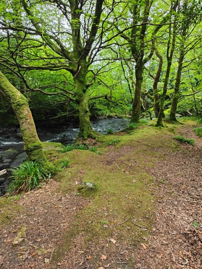 Images of a very mossy forest walk, this Monday morning, near Barmouth, Wales. Includes forest floor, dry stone wall, stream/river, and dog. Largely undisturbed nature being quite beautiful.