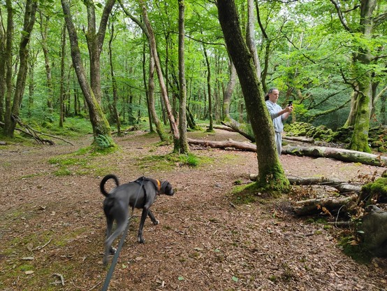 Images of a very mossy forest walk, this Monday morning, near Barmouth, Wales. Includes forest floor, dry stone wall, stream/river, and dog. Largely undisturbed nature being quite beautiful.