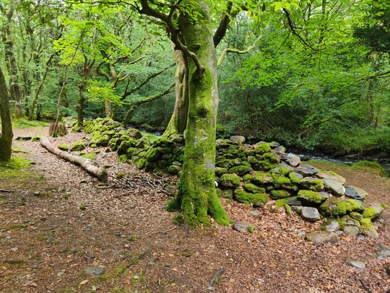 Images of a very mossy forest walk, this Monday morning, near Barmouth, Wales. Includes forest floor, dry stone wall, stream/river, and dog. Largely undisturbed nature being quite beautiful.