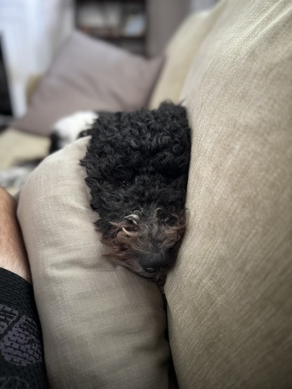 A black-and-white doodle head between cushions