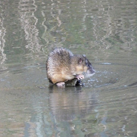 Rakali, or native water rat, just emerged from the depths and balancing on a very small submerged log. Seen in profile it shows off lovely mustard and grey fur, enormous whiskers and sharp pink claws.