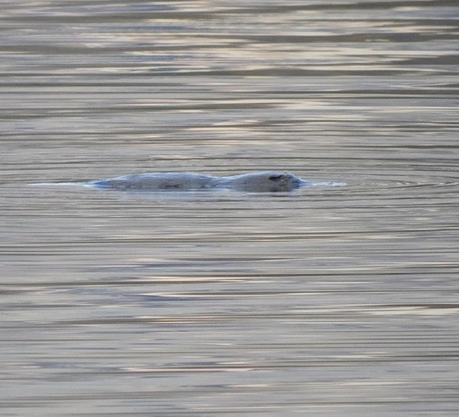 Platypus cruising for lunch.