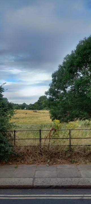 Photo is take  from a moving bus over Petersham Meadows towards the river. There are a couple of cows in there, but I think they are behind the tree.