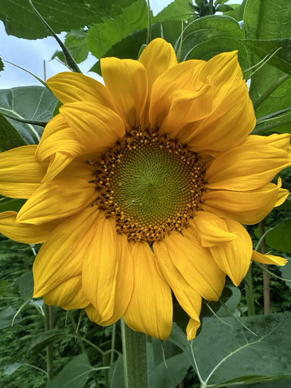 Photograph of a giant sunflower head