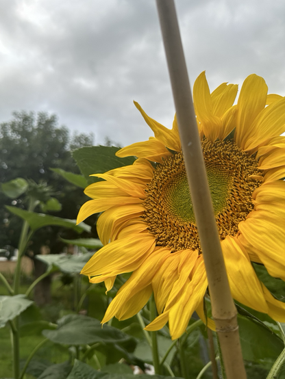 Photograph of a giant sunflower head