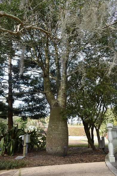 Tree with bulging trunk in landscaped area with sidewalk and wall