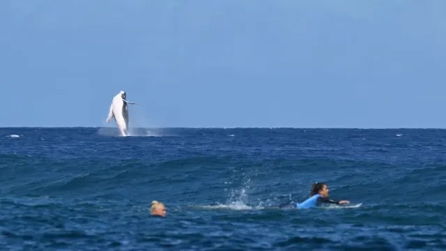 A whale 🐋, thought to be a humpback, breached in the background as Brazil's Tatiana Weston-Webb and Costa Rica's Brisa Hennessy battled it out on Monday for a place in the finals of the women’s shortboard surfing 🌊🏄‍♀️ competition at Teahupo’o, Tahiti for the Paris Olympics 2024.
📸 Jérôme Brouillet/AFP/Getty