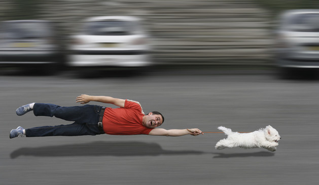 Small white dog running toward freedom while owner gets pulled along.