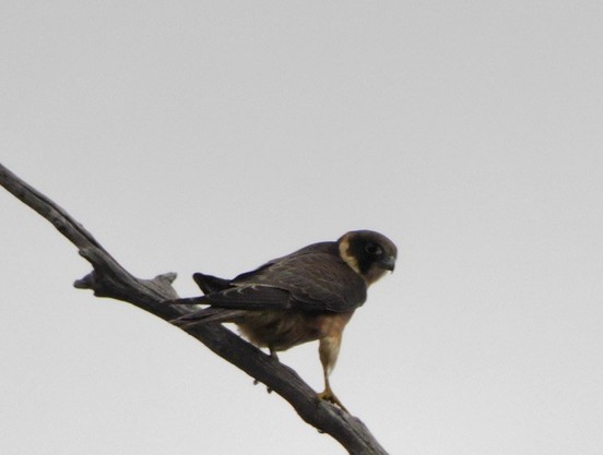 Kestrel perched in a dead tree looking for breakfast