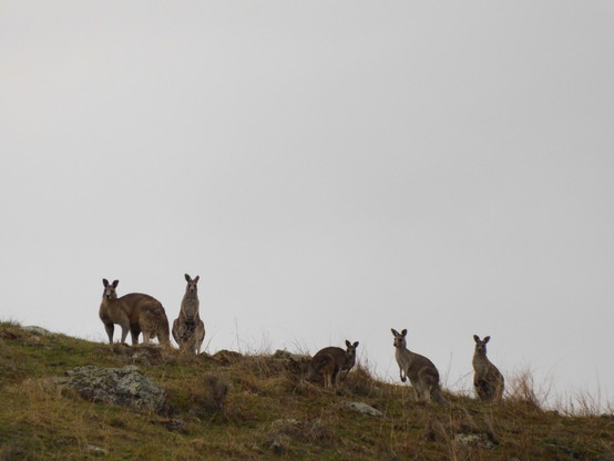 Six kangaroos on the ridge (Mother, second from left, has a large joey in her pouch)