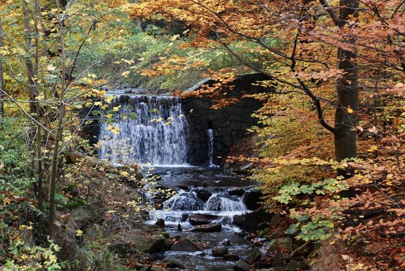 Cascading waterfall over dam and rocks along stream surrounded by trees with autumn orange and yellow and green turning leaves