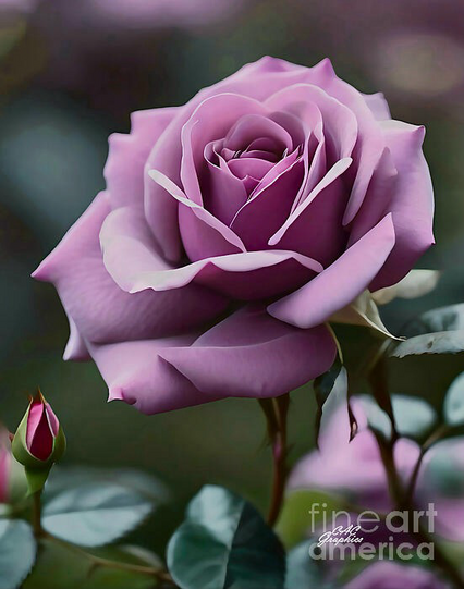 Lavender Pink Rose