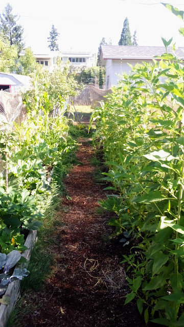 Garden beds and path, dominated by surprise sunflower plants, daikon, collards and zukes. Houses at rear.

Not a very productive garden, but notably I was feeling so poorly when it was time to plant that I simply mixed old seeds, shook them out over the beds, and raked abound a bit. So, something. Kind of a Honey Badger garden.