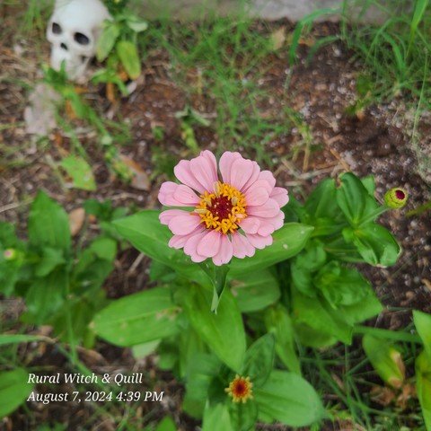 A pink flower with a yellow center in garden.