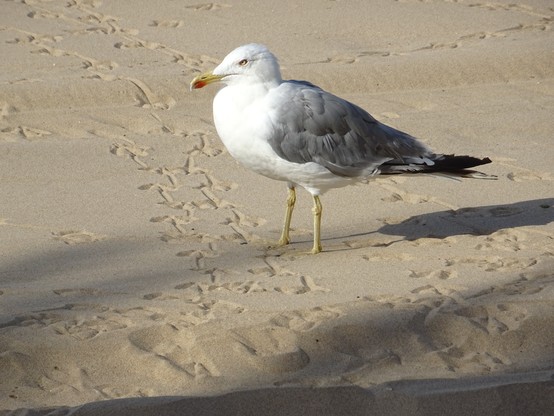 Gaviota patiamarilla