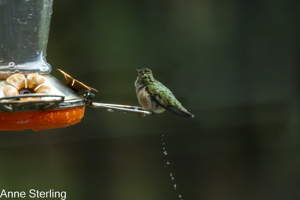 Hummingbirds peeing