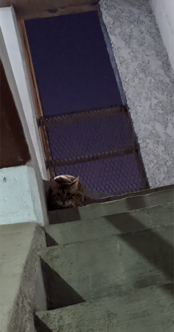 A tabby kitten on top of the concrete stairs of a residential building looking down at the camera with the night sky above her.