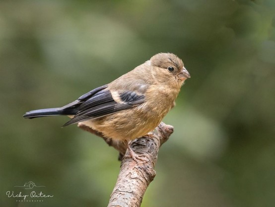 Juvenile bullfinch standing on the end of a branch