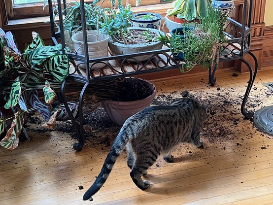 A tabby cat is looking at the dirt spread across the floor beside a plant knocked off a shelf.