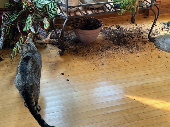 A tabby cat looking at a plant that mysteriously ended up on the floor with a lot of dirt.