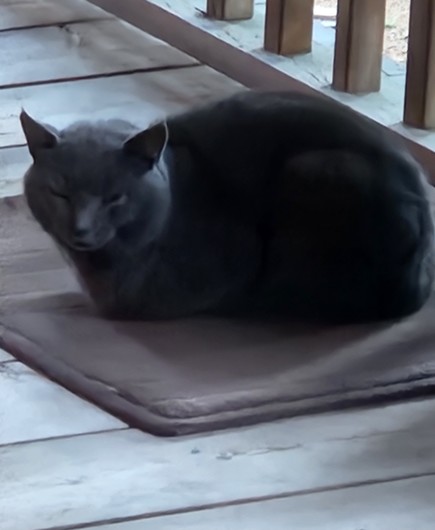 Grey cat lying on a small rug on our front porch, watching the window for my belated appearance.