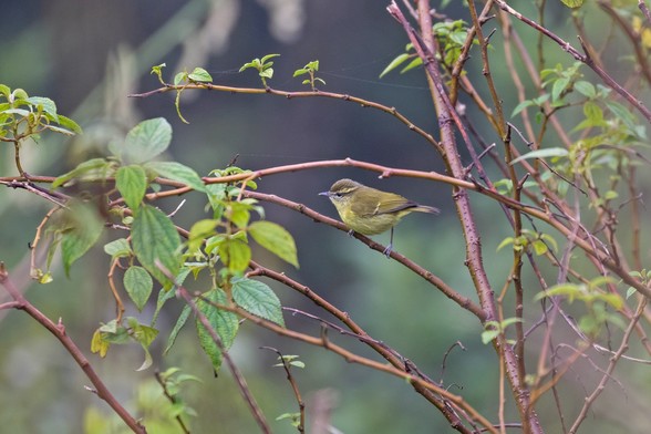 Negros Leaf Warbler (Phylloscopus nigrorum)