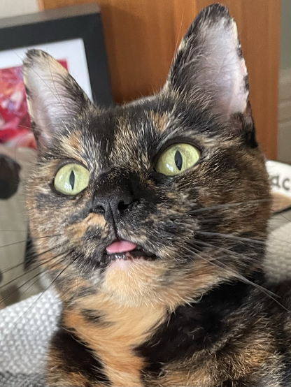 It’s Poppy the cat. It’s a close up of her face and she’s sticking her tongue out as little. Not at you though, I promise