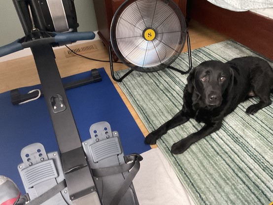 Labrador retriever watching me on the RowErg