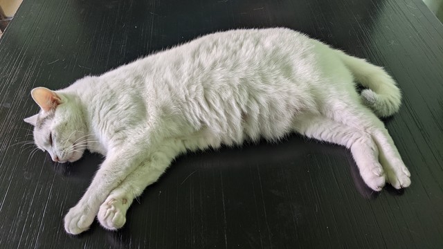 a white cat laying on a dark dinner table 