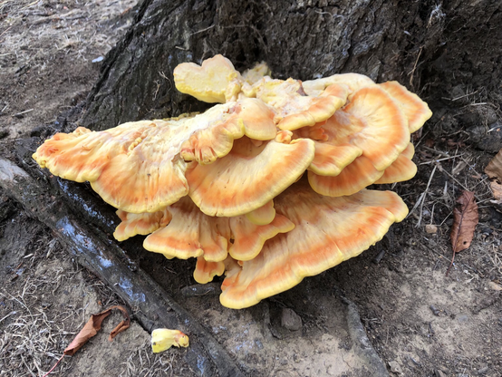 Large chicken of the woods on a tree.