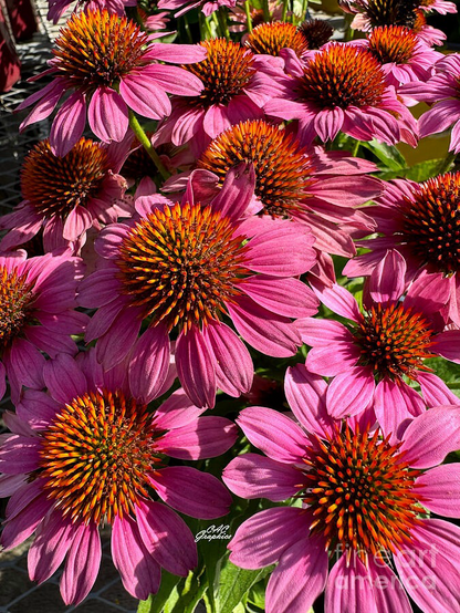 Magenta Coneflowers